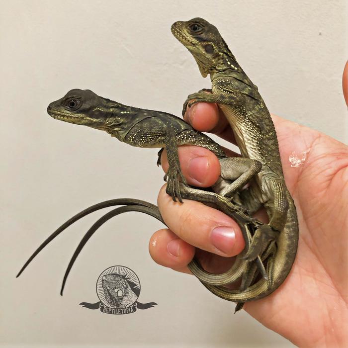REDAY Terlaris Sailfin Dragon Lizard Soa Layar - bukan iguana panana leopard gecko Promo Murah