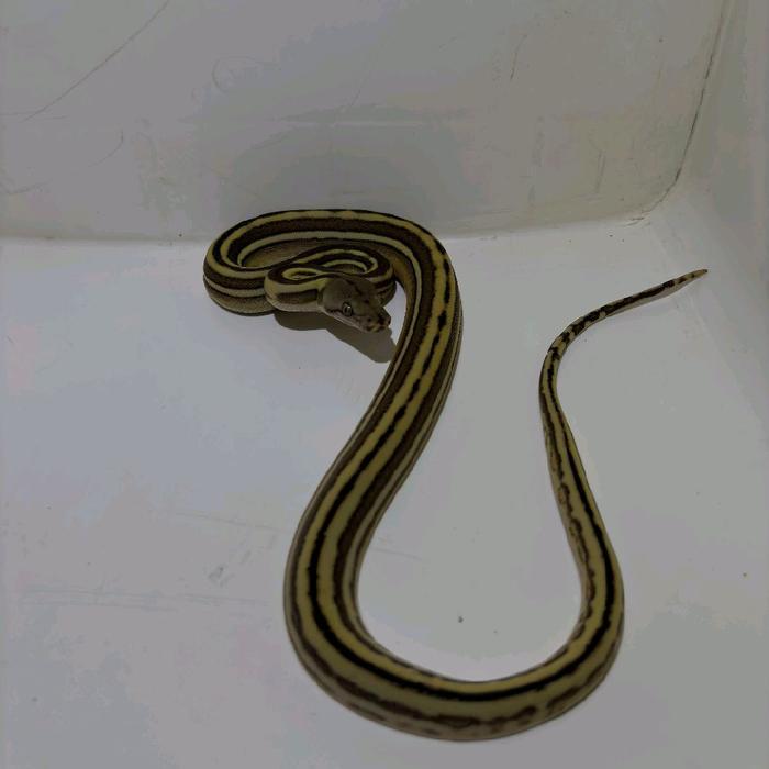 REDAY Terlaris BABY RETIC/SANCA MORP TIGER PHANTOM HET ALBINO Promo Murah
