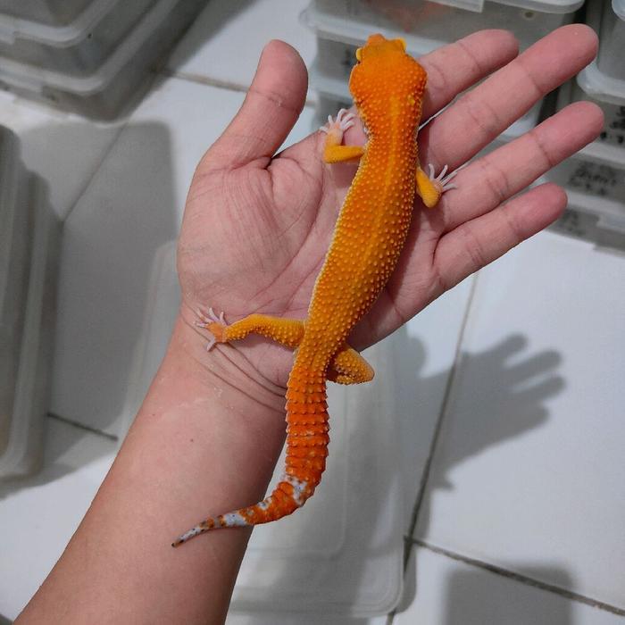 REDAY Terlaris Leopard Gecko SHTCT Tomato Line Cakep Warnanya A.10 Promo Murah
