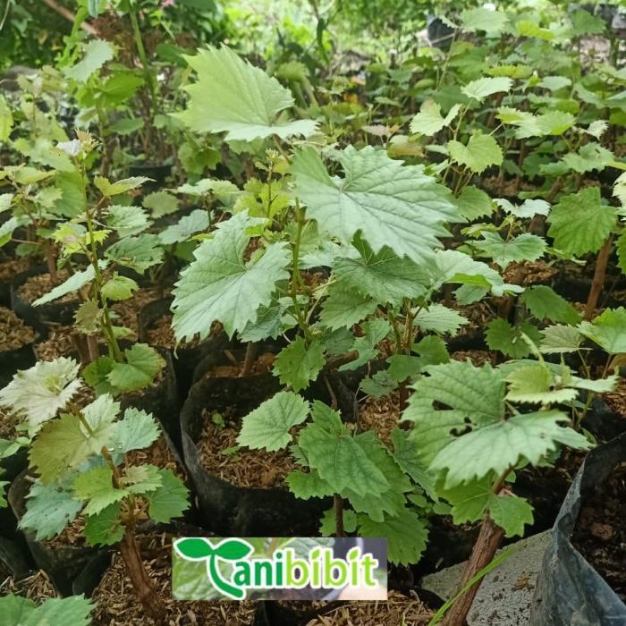 Terbaru Bibit Anggur Red Master- Pohon Anggur - Tanaman Cepat Berbuah