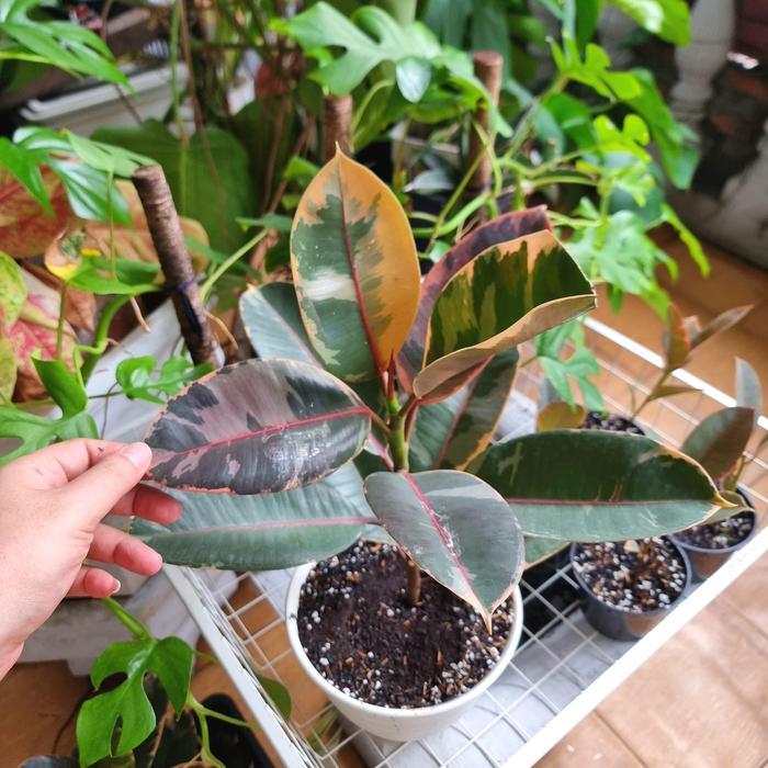 Ficus Elastica Ruby Varigata Variegated
