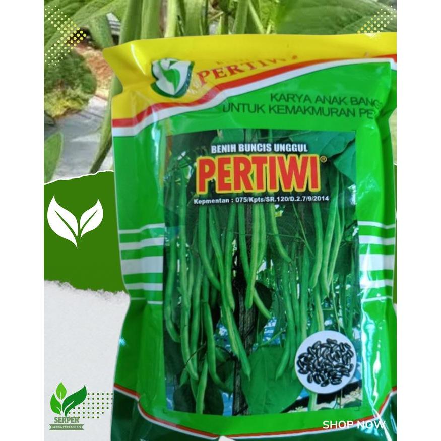 BENIH BUNCIS PERTIWI 500GRAM,BENIH BUNCIS UNGGUL,BENIH BUNCIS TERBAIK