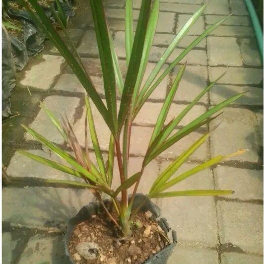 Bibit Tanaman Hias Palem Anggur Merah 60cm Langka