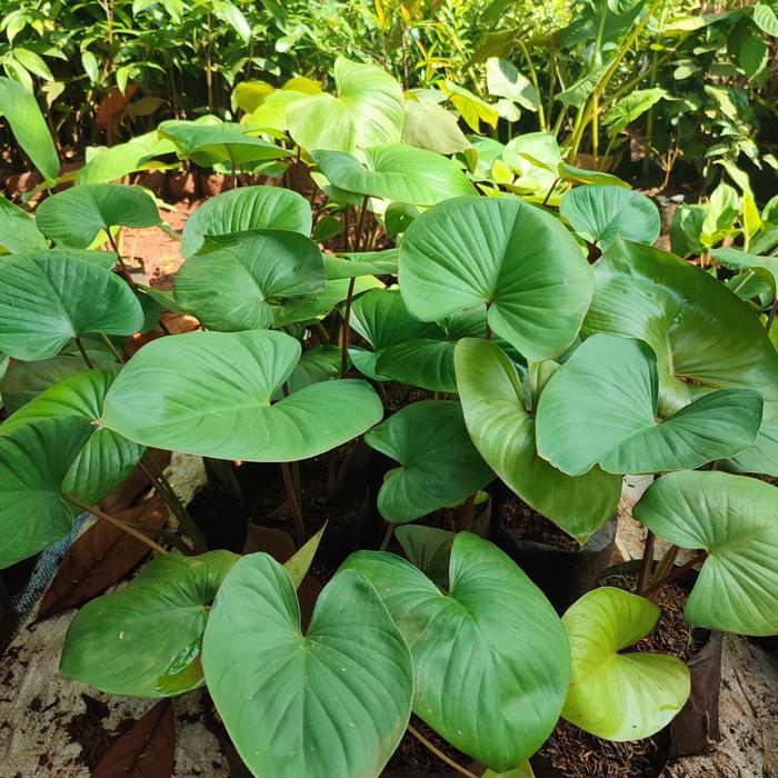 tanaman hias homalomena - homalomena