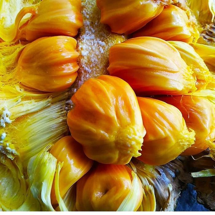 READY bibit cempedak king asli valid