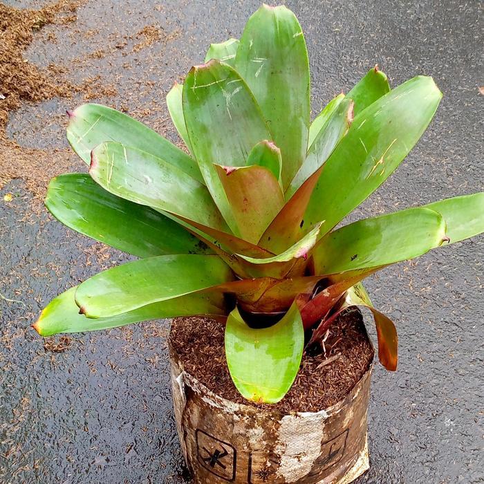 Ready Tanaman Bromelia Giant/Tanaman Hias Indoor/Bromelia Giant/Bromelia -Gratisongkir