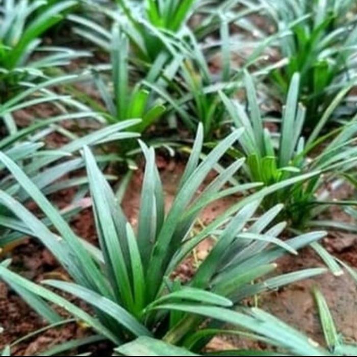 tanaman kucai mini...Mengganti rumput dengan kucai mini,