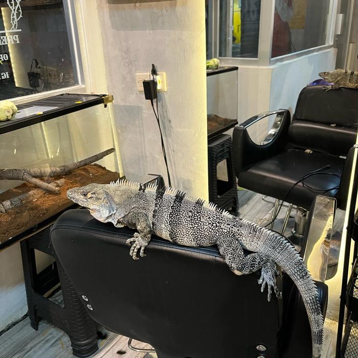 READY GE IGUANA SIMILIS BLUEPHASE KTER WASIK BUAT DISPLAY