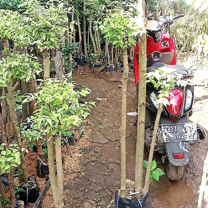 pohon anting Putri,bonsai anting Putri tanaman anting Putri