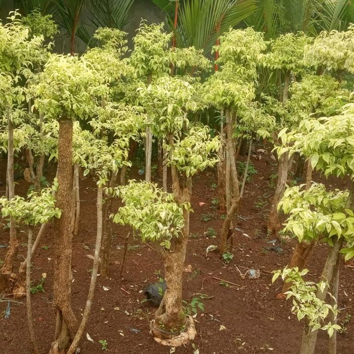 Bonsai Anting putri / Pohon anting putri Tanaman bonsai kuning