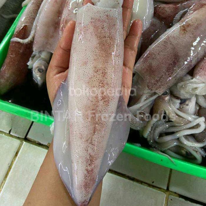CumiBesar Segar 1Kg