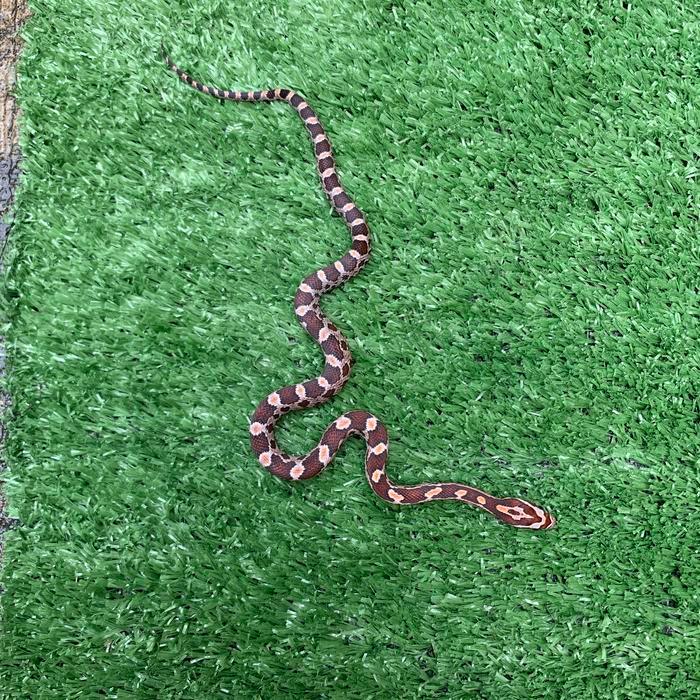 REDAY Terlaris corn snake normal het motley Promo Murah