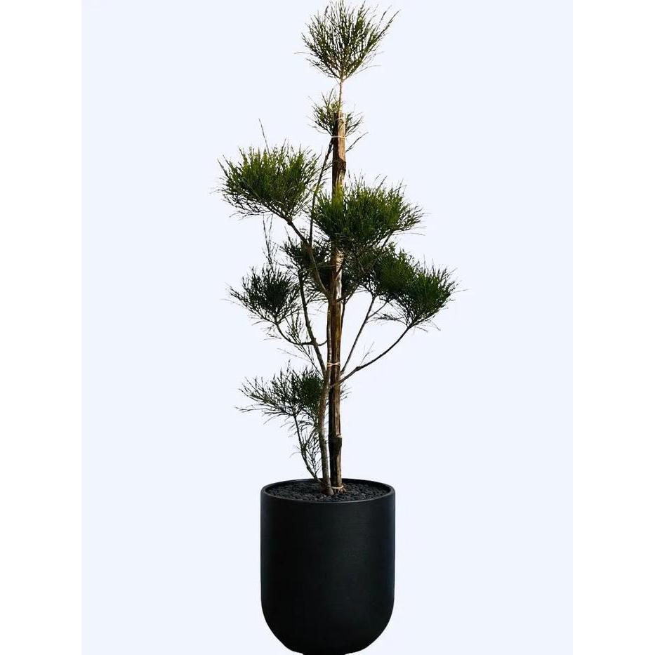 Cemara UDANG Bonsai sudah jadi