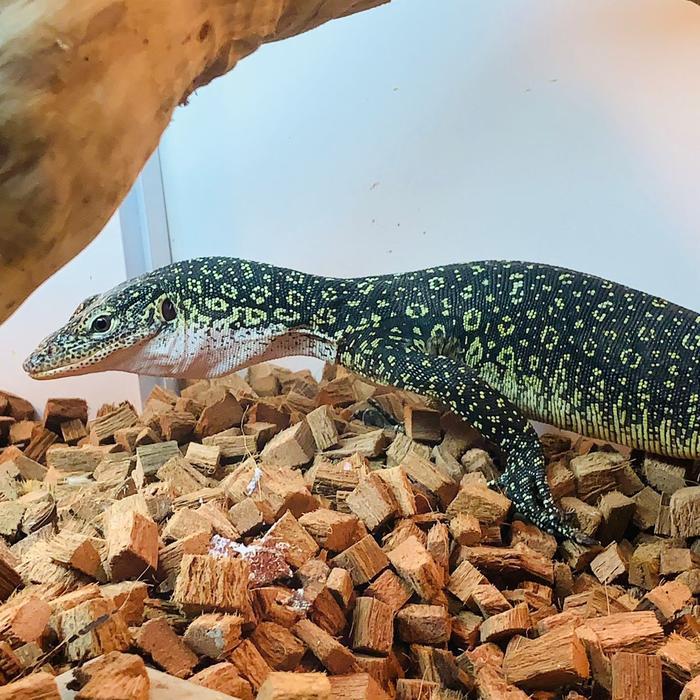 Ready BS varanus/biawak colei juve jinak