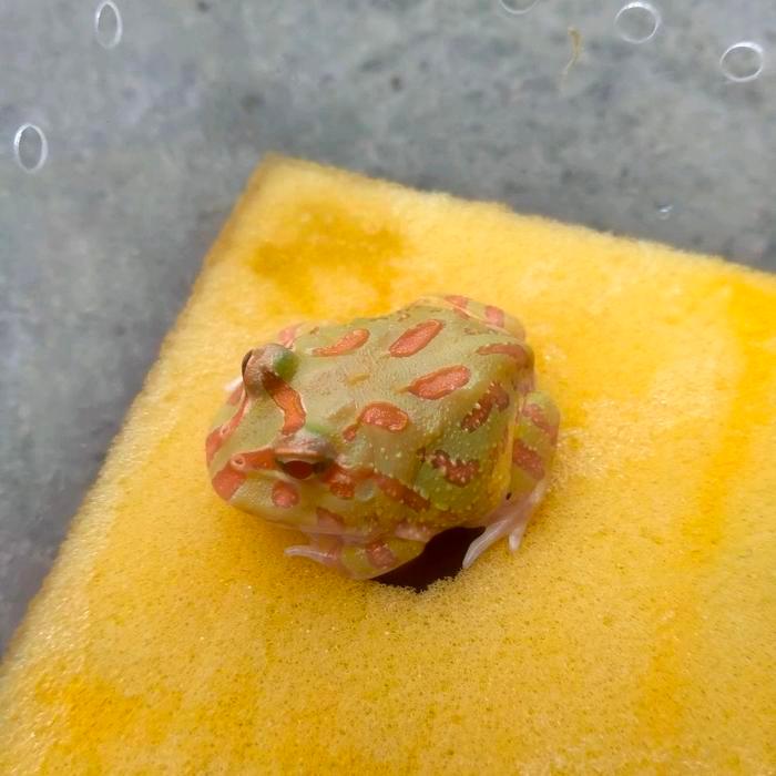Ready Stock Pacman frog kodok hias Pacman