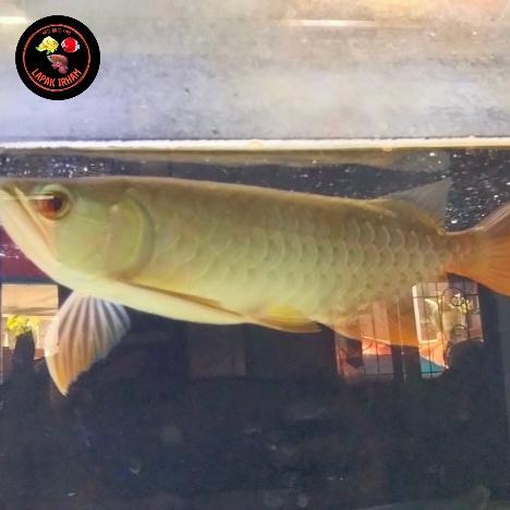 Arwana Banjar Red 25Cm Terbaru 