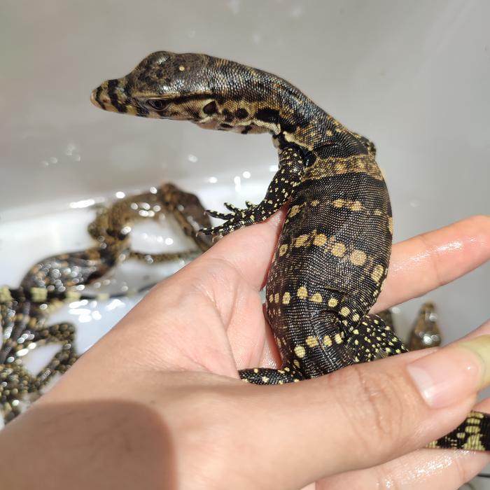 Ready varanus salvator baby motif cakep pilihan