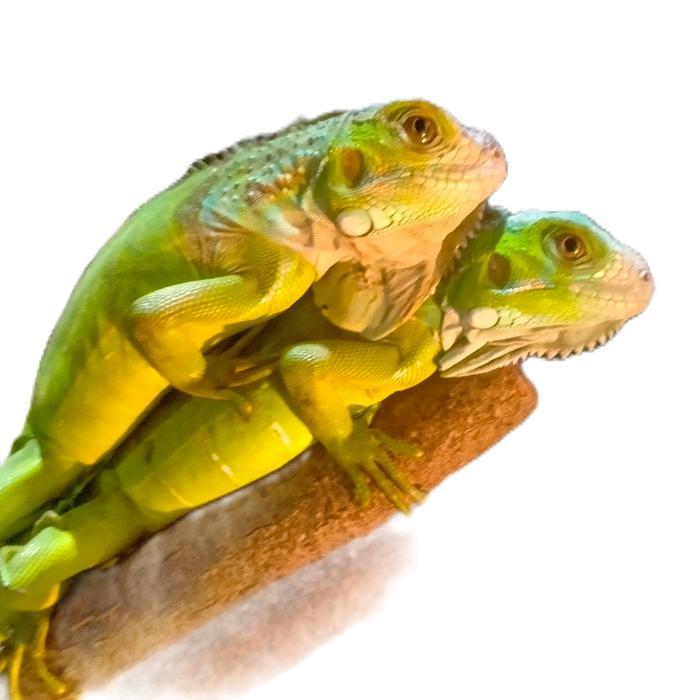 Ready Iguana Green green iguana hijau
