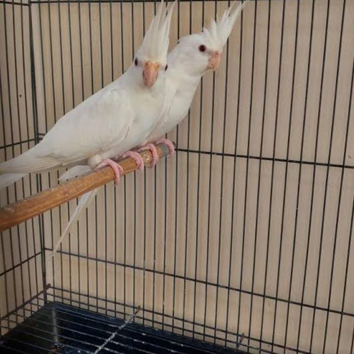 burung falk Australia albino mata merah sepasang