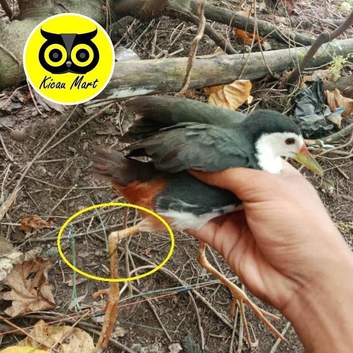 KICAU MART RUAK GANTUNG JARING PIKAT BURUNG