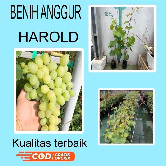 Terlaris Benih BIBIT anggur jenis HAROLD mudah berbuah SALE