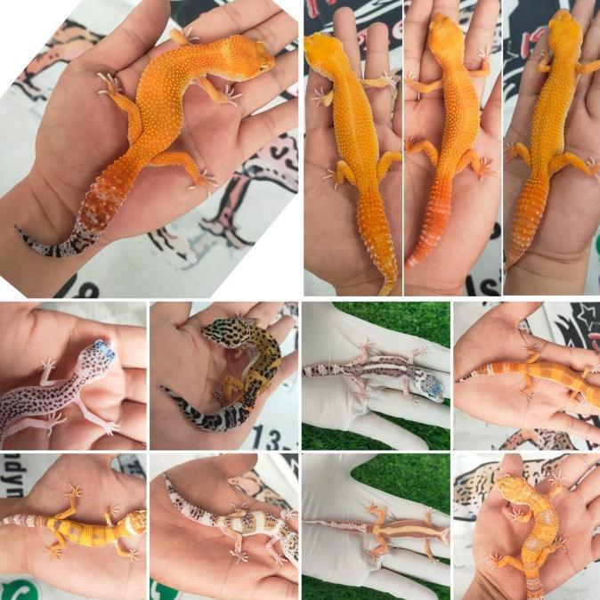 REDAY Terlaris Promo Leopard Gecko baby 2-3 bl Bebas Pilih Morph Dapat sesuai pilihan Promo