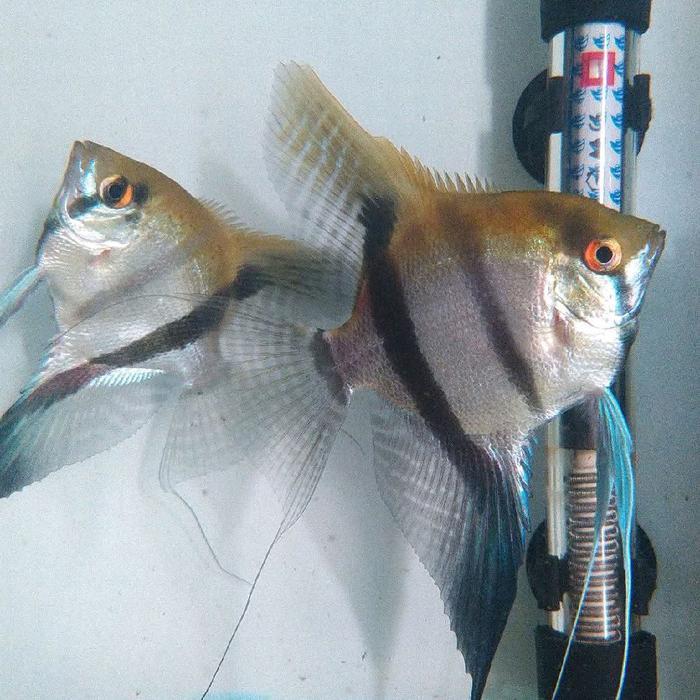 REDAY Terlaris ikan manfish zebra altum indukan sepasang produsk Promo Murah