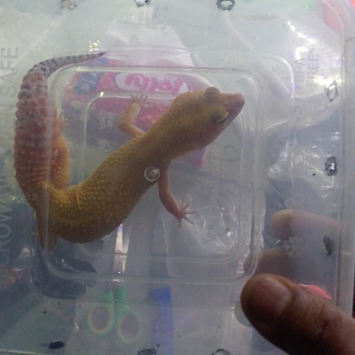 REDAY Terlaris gecko indukan jantan/kadal gurun/unik/lucu Promo Murah