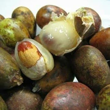 Buah matoa super