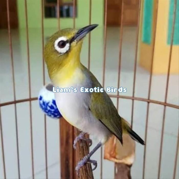 Terlariss Pleci Montanus Monty jantan bunyi