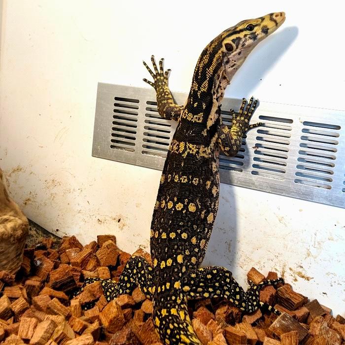 Ready BS salva/biawak Sumbawa juve jinak