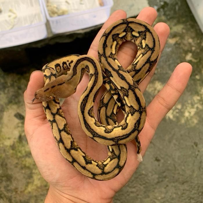 Ready Stock Retic / retic tiger / reticulatus / tiger / retic tiger clasic / morp