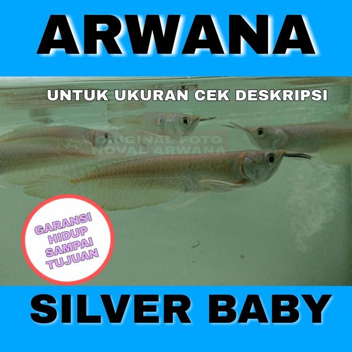 Ikan Arwana Arowana Silver Baby Terbaru 