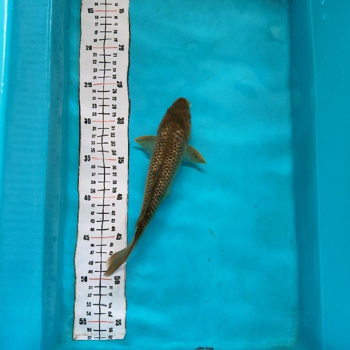 Koi Chagoi Midori Ginrin Sudah Karantina Terbaru 