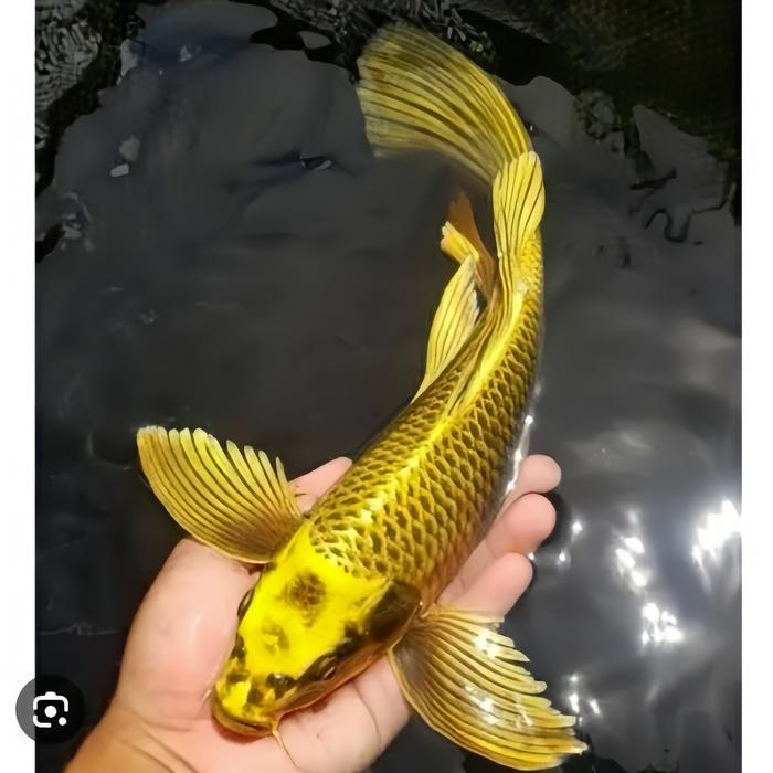 Koi Golden Mukashi 25-30Cm - Koi Blitar Terbaru 