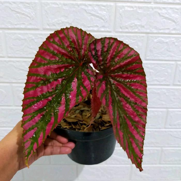 Yuxurystore- Tanaman Hias Begonia Rex Walet - Tanaman Hias Indoor - Pohon Begonia Rex - Begonia Rex