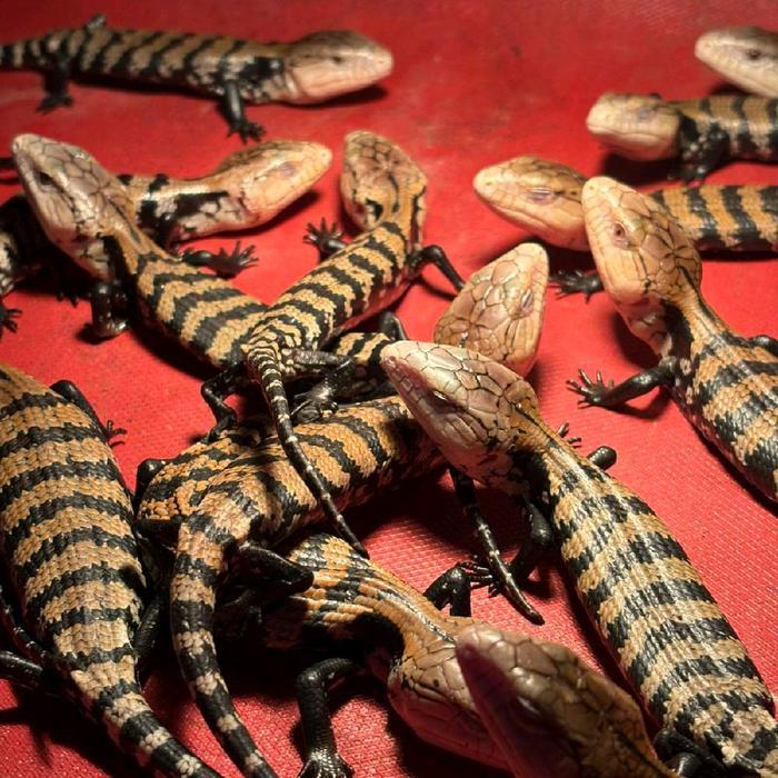 Ready panana blue tongue skink