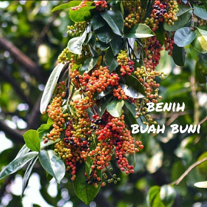 READY Bibit Buah Buni Bahan untuk rujak siap tanam