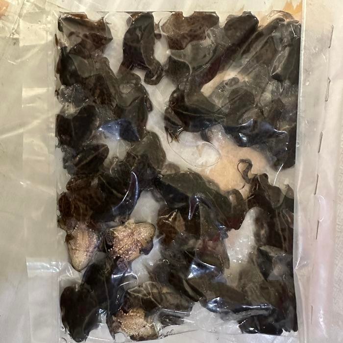 (Good) KODOK AIR BEKU/pakan arwana