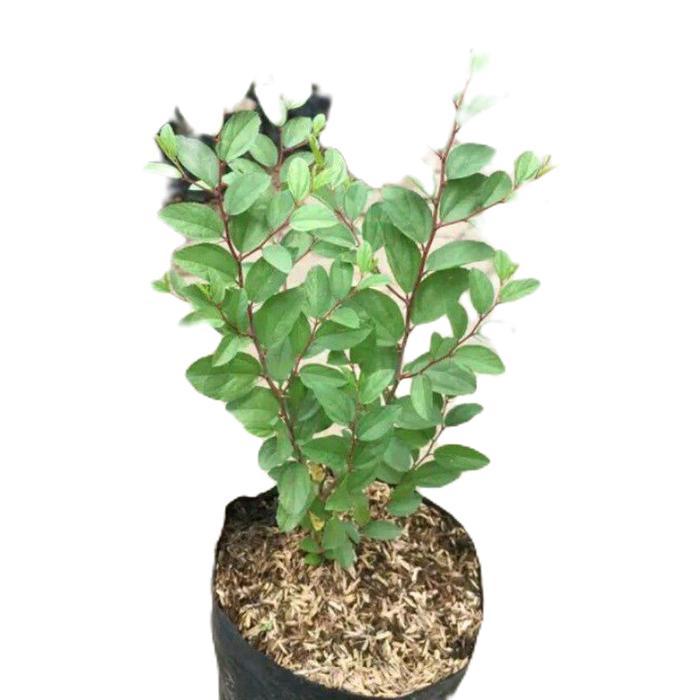 bidara arab tanaman - tanaman herbal bidara arab - bidara arab tanamanhias