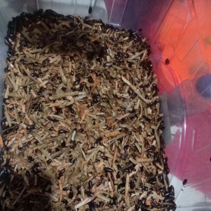 Kecoa Batu Umpan Pancing Murah Meriah #Gratisongkir