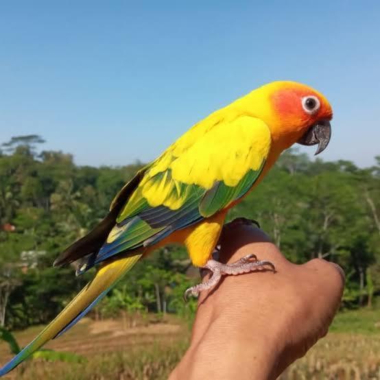 BURUNG SUNCONURE /BURUNG SUNCONURE OUTDOOR FF