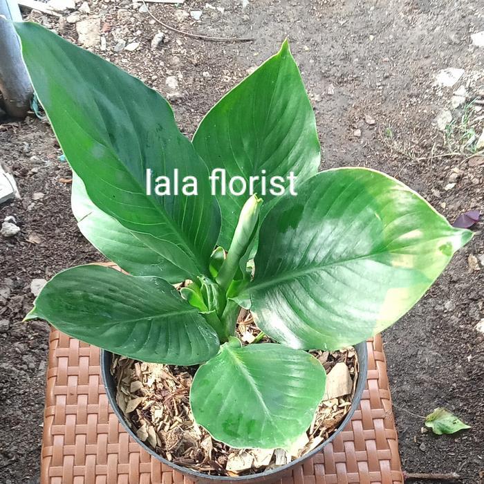 tanaman hias peace lily jumbo/peace lily tunggal/peace lily bangkok