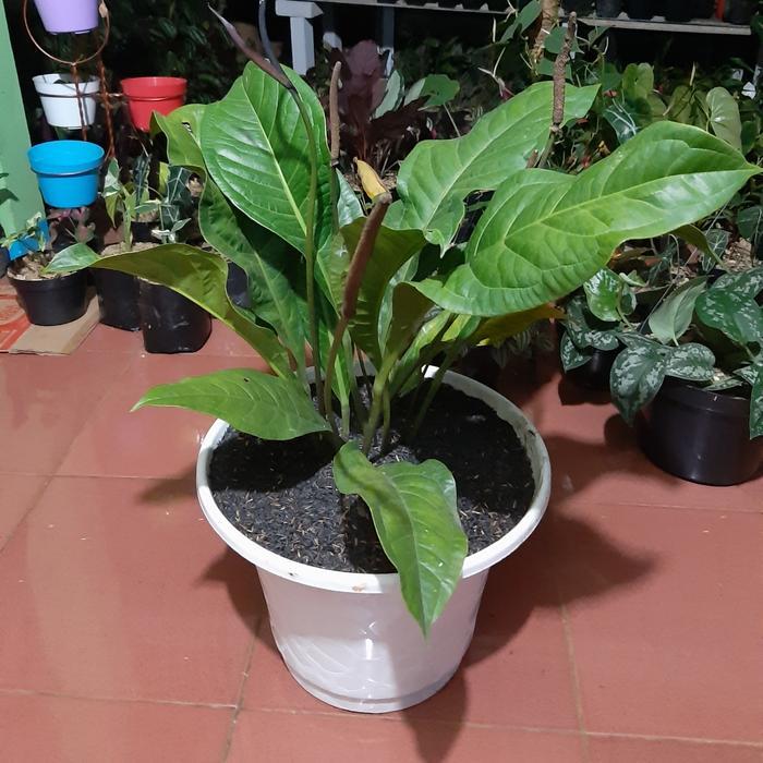 Tanaman Hias Anthurium Jemani - Anthurium Jemani