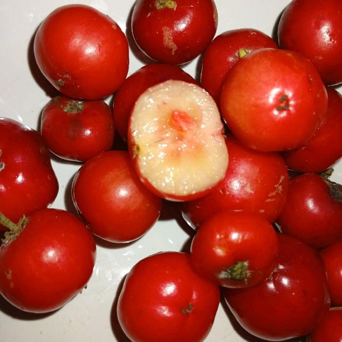 buah loba lobi segar merah fresh 250gram