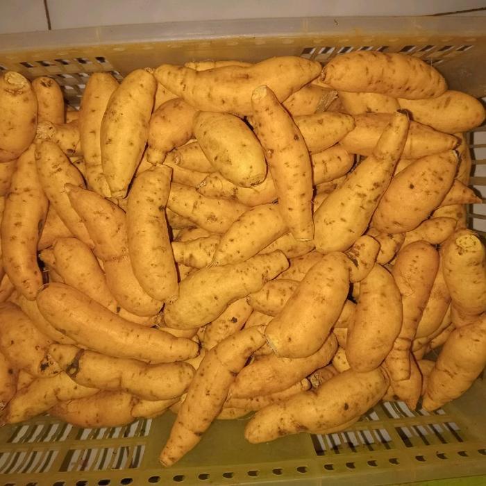 TERLARIS ubi Cilembu mini pilus simanis madu 1kg isi banyak UK paling kecil