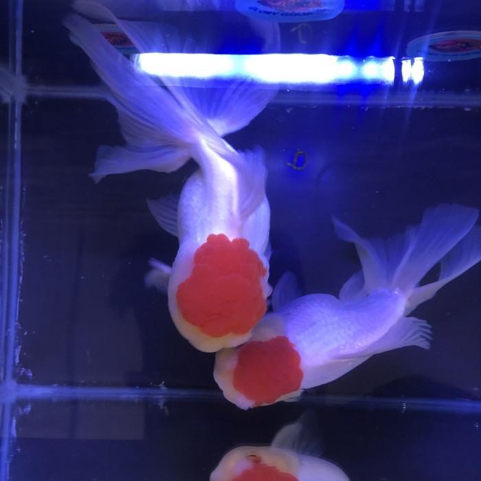 Ikan Mas Koki Oranda Red Cap Oranda Red Cup Super Quality Jumbo Terbaru 