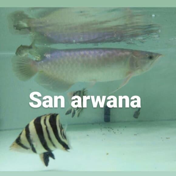 Green Pino Arwana Green Pino Arwana Terbaru 