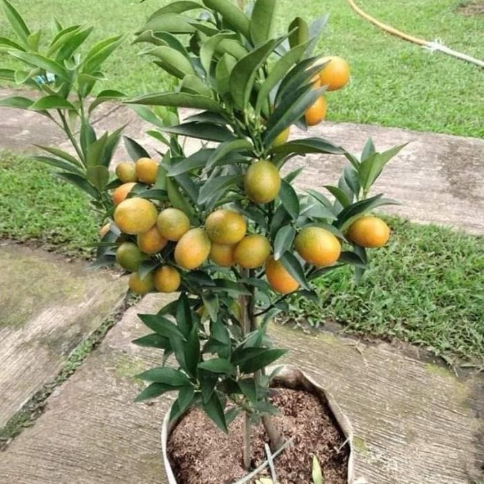 Artificial jeruk nagami bisa di makan sama kulitnya sangat manis