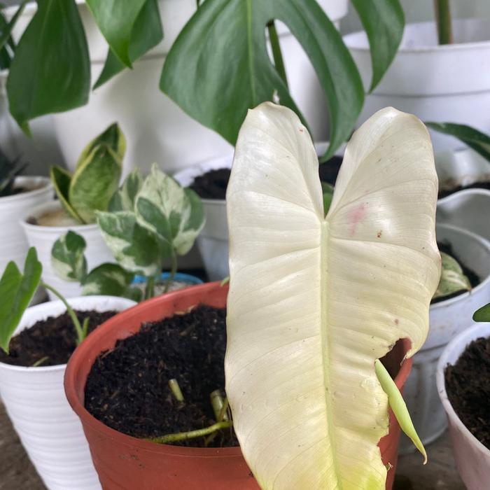 Hormon Strepson 100Ml Untuk Varigata Permanen Pada Tanaman